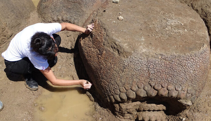 Фермер наткнулся у реки на странные валуны - оказалось, 20 млн лет назад они были живыми существами