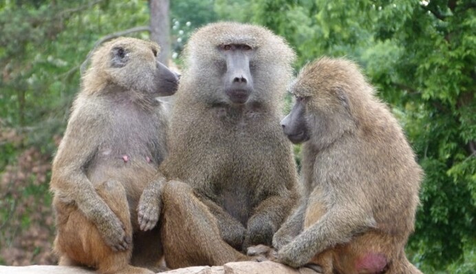 В Австралии из больницы сбежал бабуин с двумя 