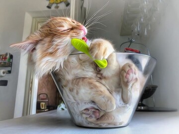 Фотограф постит знімки безтурботного життя свого кота, і пухнастому просто не можна не позаздрити