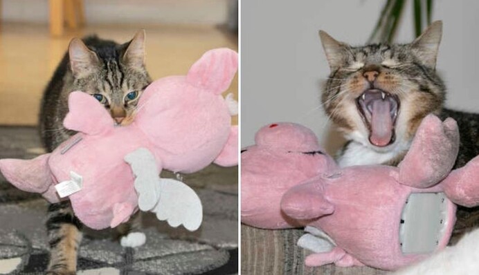 Кот влюбился в плюшевую свинью, и теперь 
