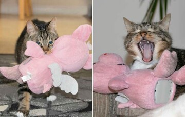 Кот закохався в плюшеву свиню, і тепер 