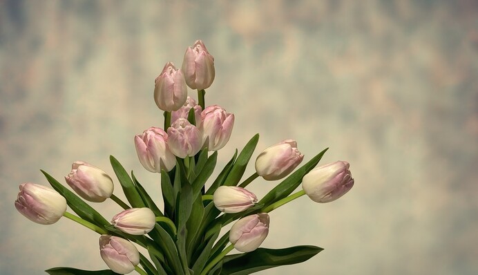 Найкращі привітання з 8 Березня 2020: листівки, вірші, проза та відео