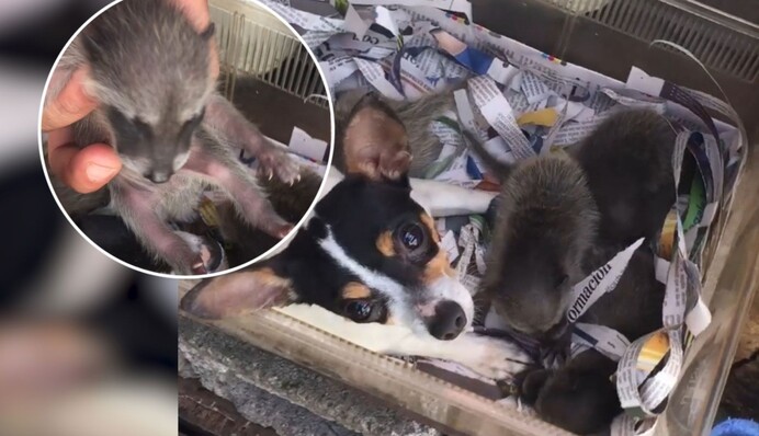 Собака усыновила осиротевших енотов и заботится о них, как о родных щенках: видео