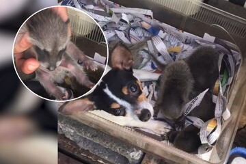 Собака усиновила осиротілих єнотів і піклується про них, як про рідних щенят: відео