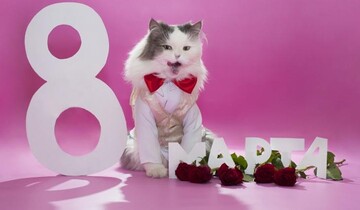 Вітаємо колег та друзів з гумором - креативні листівки і приколи до 8 березня