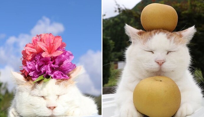 Помер найвідоміший японський кіт Широ - його називали котом, що пізнав дзен