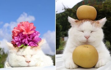 Помер найвідоміший японський кіт Широ - його називали котом, що пізнав дзен