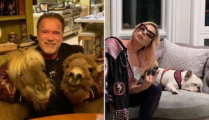 Леді Гага і Дуейн Джонсон, Шварценеггер, його ослик і конячка закликали фанів дотримуватися карантину