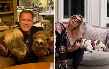 Леді Гага і Дуейн Джонсон, Шварценеггер, його ослик і конячка закликали фанів дотримуватися карантину