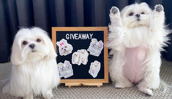 Болонка Коко обожает ходить на двух лапках, и если вы устали от новостей о коронавирусе, вам сюда