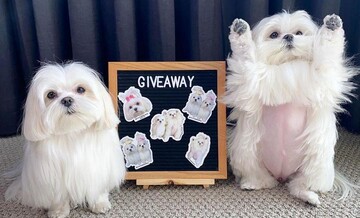 Болонка Коко обожнює ходити на двох лапках, і якщо ви втомилися від новин про коронавірус, вам сюди