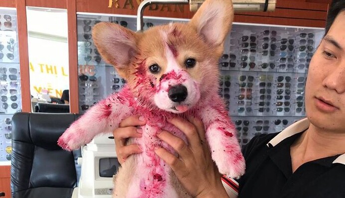 Фейсбук ужаснули фото щенка в крови. Оказалось, милый корги просто объелся фруктами и уснул