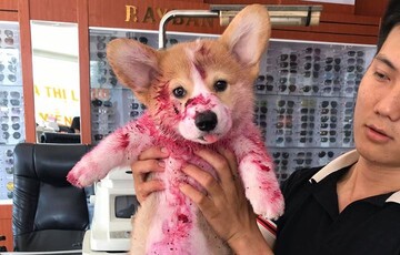 Фейсбук налякали фото цуценяти в крові. Виявилося, милий коргі просто об'ївся фруктами і заснув