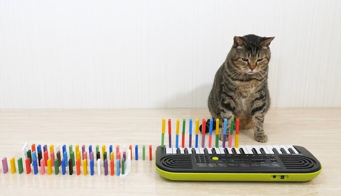 Блогер выстроил чудо-конструкции из домино и пригласил своих кошек все разрушить: видео