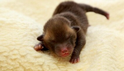 В приюте для бездомных животных обнаружили лисенка - его приняли за котенка (фото)