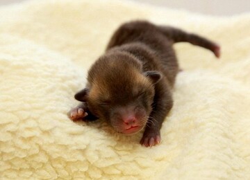 У притулку для бездомних тварин виявили лисеня - його прийняли за кошеня (фото)