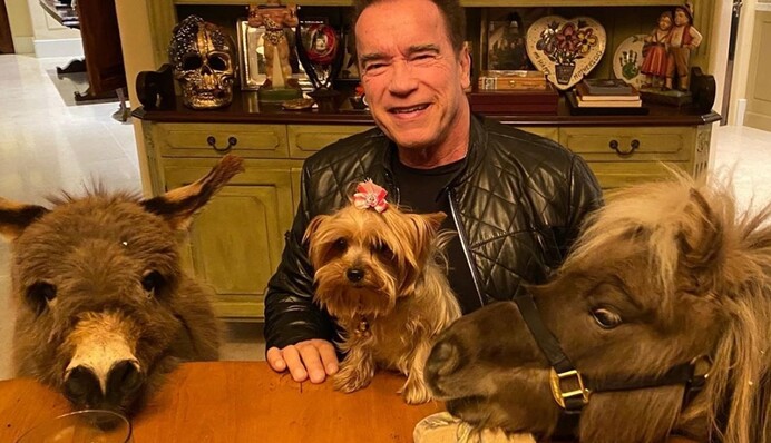 Демі Мур з чихуахуа на голові розвеселила соцмережі, а Шварценеггер з осликом зіграли в шахи: фото