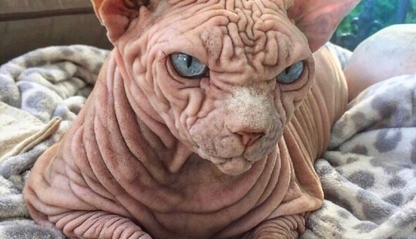 Блогери знайшли найбільш злого в світі кота, але в житті він - той ще душка