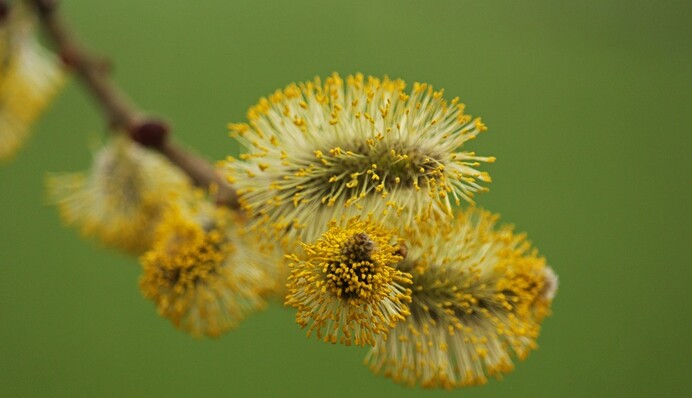 Вербна неділя 2020: що не можна робити в цей день