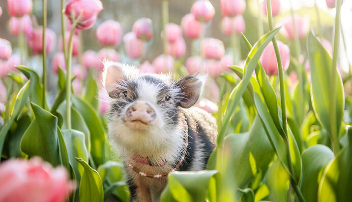 Приуныли на карантине? Взгляните на фото этого поросенка в тюльпанах и получите +10 к радости