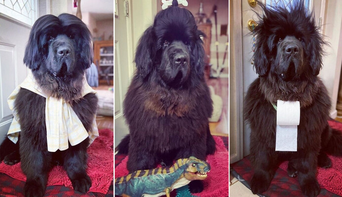 Послушный ньюфаундленд и его хозяйка экспериментируют на карантине с прическами - вот лучшие из них