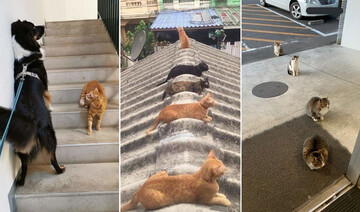 10 тварин, у яких варто повчитися правилам дотримання дистанції в дні карантину: фото