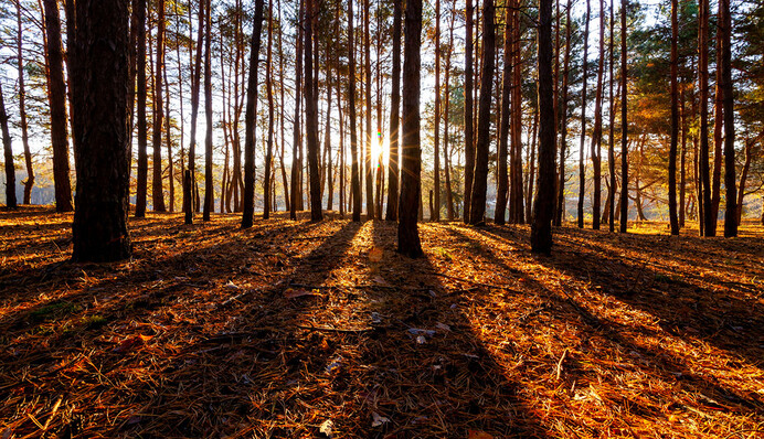 Лесные пожары в Украине произошли в идеальных для поджогов условиях - командир авиаотряда ГСЧС