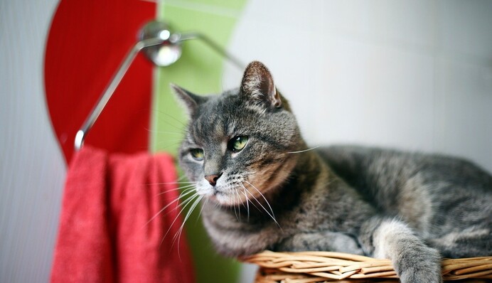 Що робити власникам домашніх тварин під час пандемії коронавірусу: головні рекомендації