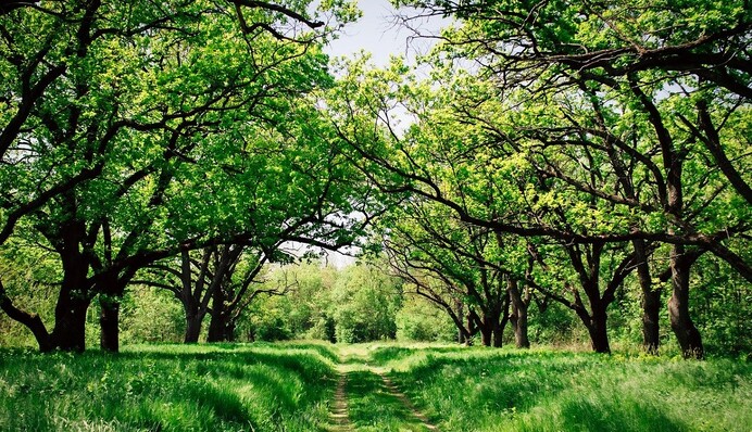 В Украину идет лето, но с сюрпризом: синоптики удивили погодой на ближайшие дни