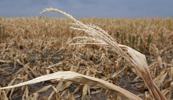 В шаге от голода: почему украинские земли не могут накормить украинцев