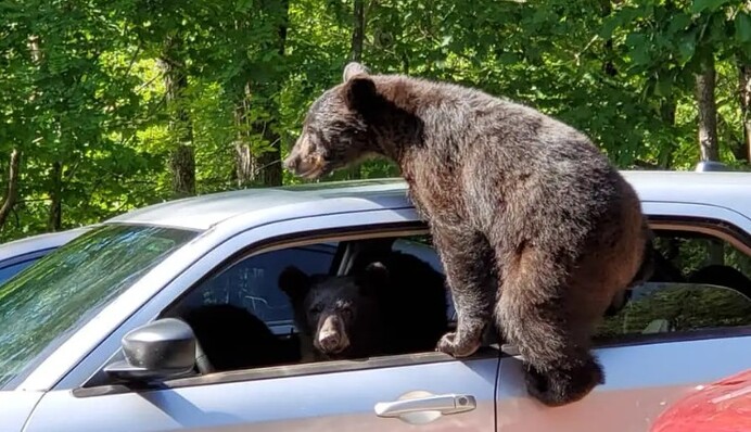 Ведмідь спробував 