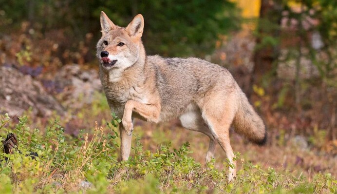Дикий койот пробрався на поле для гольфу і влаштував там свою гру - більш рухливу