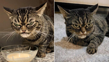 Сувора кішка українки стала знаменитістю в мережі - її звуть Киця, але жартувати з нею не варто