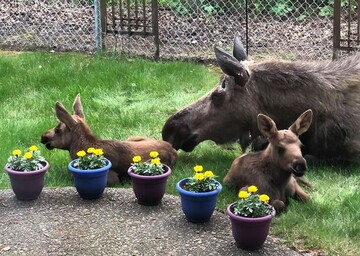 Лосиця з дітьми завітала на приватний двір і влаштувала там привал. Таких гостей господарі точно не чекали: фото