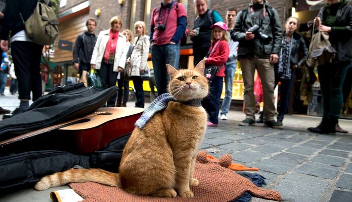 В Лондоне умер кот-знаменитость по имени Боб - за 14 лет он собрал армию поклонников и стал героем книги