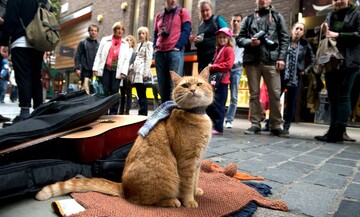 У Лондоні помер кіт-знаменитість на ім'я Боб - за 14 років він зібрав армію шанувальників і став героєм книги