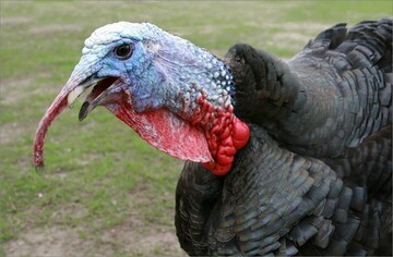 У Каліфорнії закрили парк через агресивного індика - птаха назвали безжальним велоцираптором