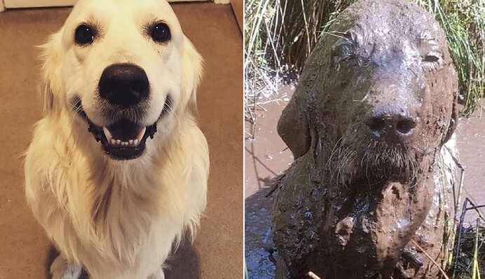 У мережі публікують смішні фото собак до і після грязьових ванн: ось їх кращі перевтілення