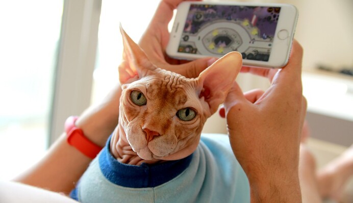 Не все любят, а некоторые даже боятся сфинксов. И эти 10 фото вполне могут объяснить, почему