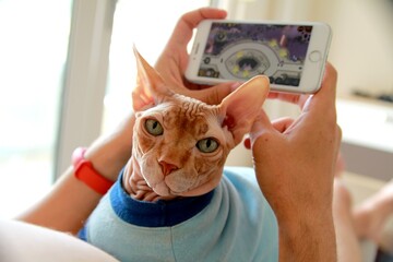 Не всі люблять, а деякі навіть бояться сфінксів. І ці 10 фото цілком можуть пояснити, чому