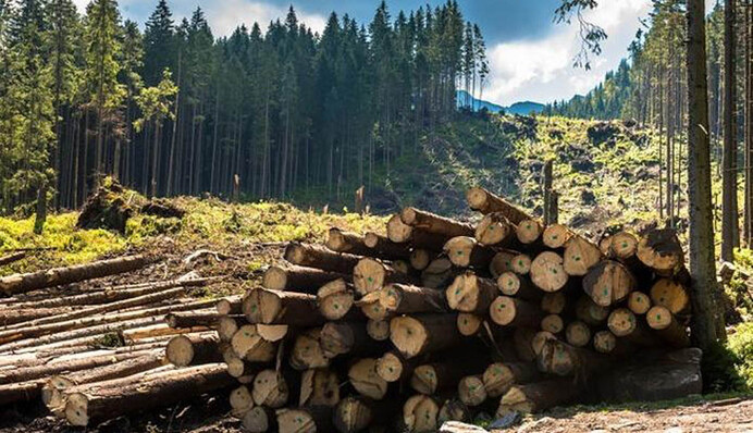 Ліси будуть знищувати, поки не станеться карпатського 
