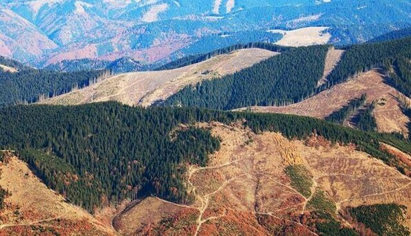 За вирубку лісів треба найперше карати чиновників, але держава на все наплювала