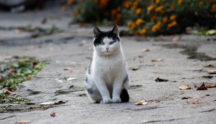Женщина нашла пропавшего кота через 12 лет после потери - все благодаря микрочипу