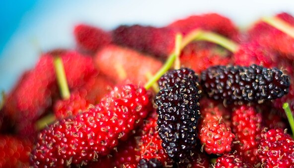 Всі говорять про користь шовковиці: 3 факти, які переконають не захоплюватися ягодою