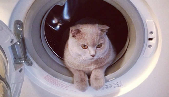 Кот забрался в стиральную машину и выжил после 12 минут стирки в горячей воде