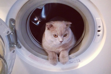 Кот забрався в пральну машину і вижив після 12 хвилин прання в гарячій воді
