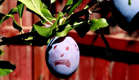 3 маловідомих факти про чорнослив, які переконають не захоплюватися сухофруктом