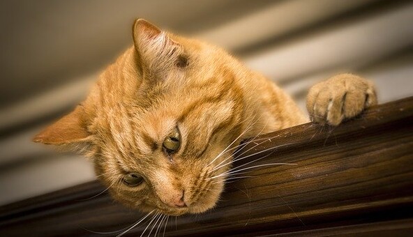 149 років тому в Лондоні пройшла перша в світі виставка котів: в мережі зберігся унікальний кадр