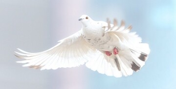 Голуб завис у небі просто під час польоту, і люди не можуть пояснити це інакше як збоєм у Матриці