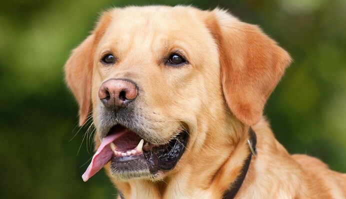 Лабрадор ушел из дома и нашелся в другом штате. Узнав причину его побега, хозяева не сдержали слез